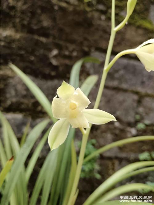 建兰有哪些素花品种-图2