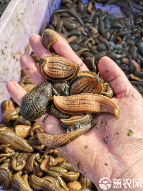 马黄养殖技术视频怎么播放？-图3