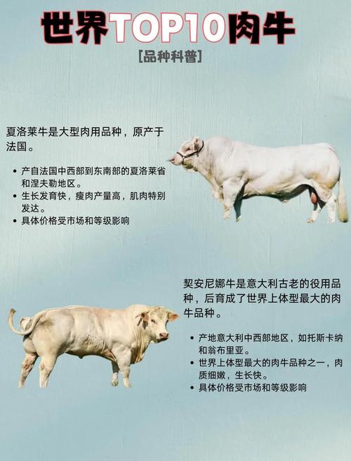 好的肉牛品种有哪些-图2