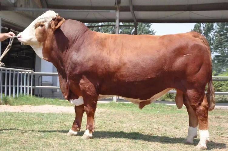 好的肉牛品种有哪些-图3