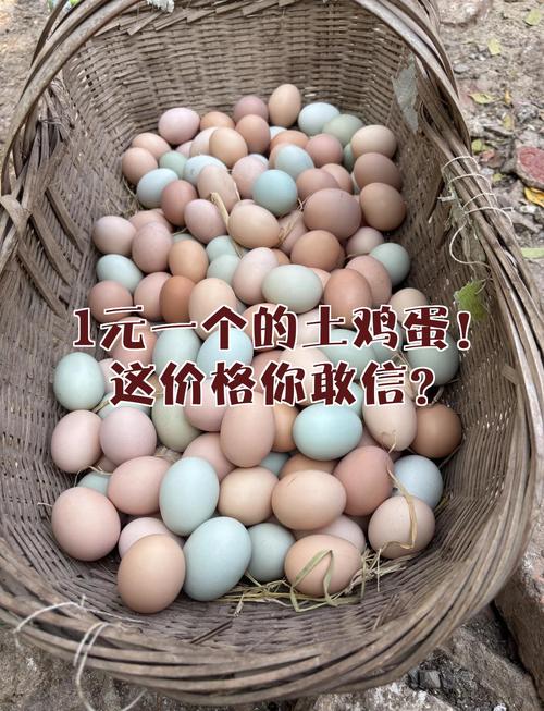 土鸡蛋价格高，销售渠道有哪些？-图2