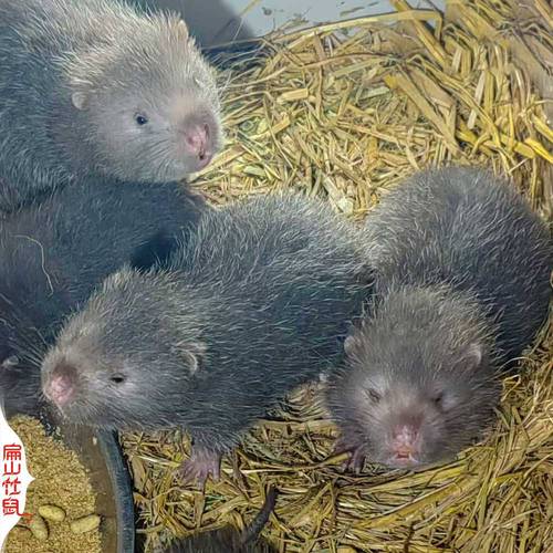 竹鼠养殖技术视频高清在哪看？-图3