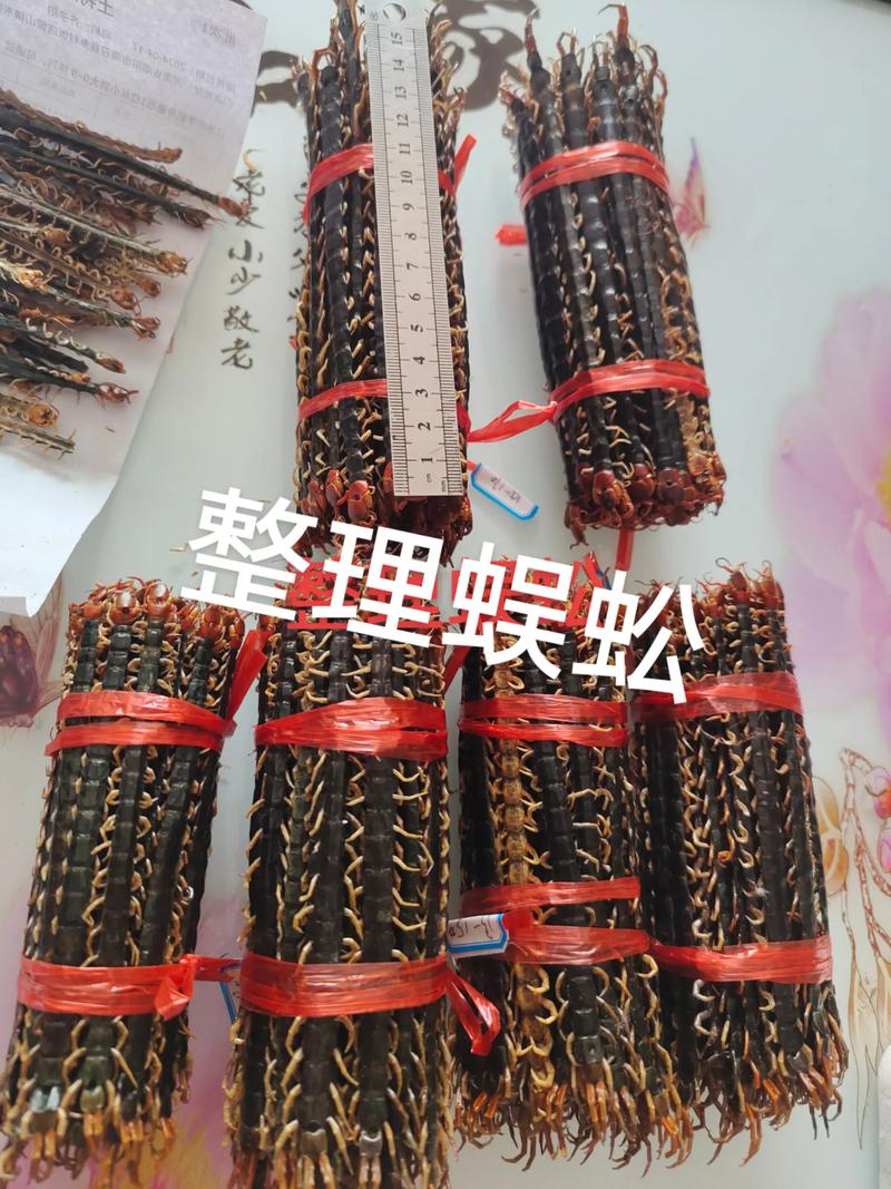 农广天地蜈蚣养殖技术难点有哪些？-图2