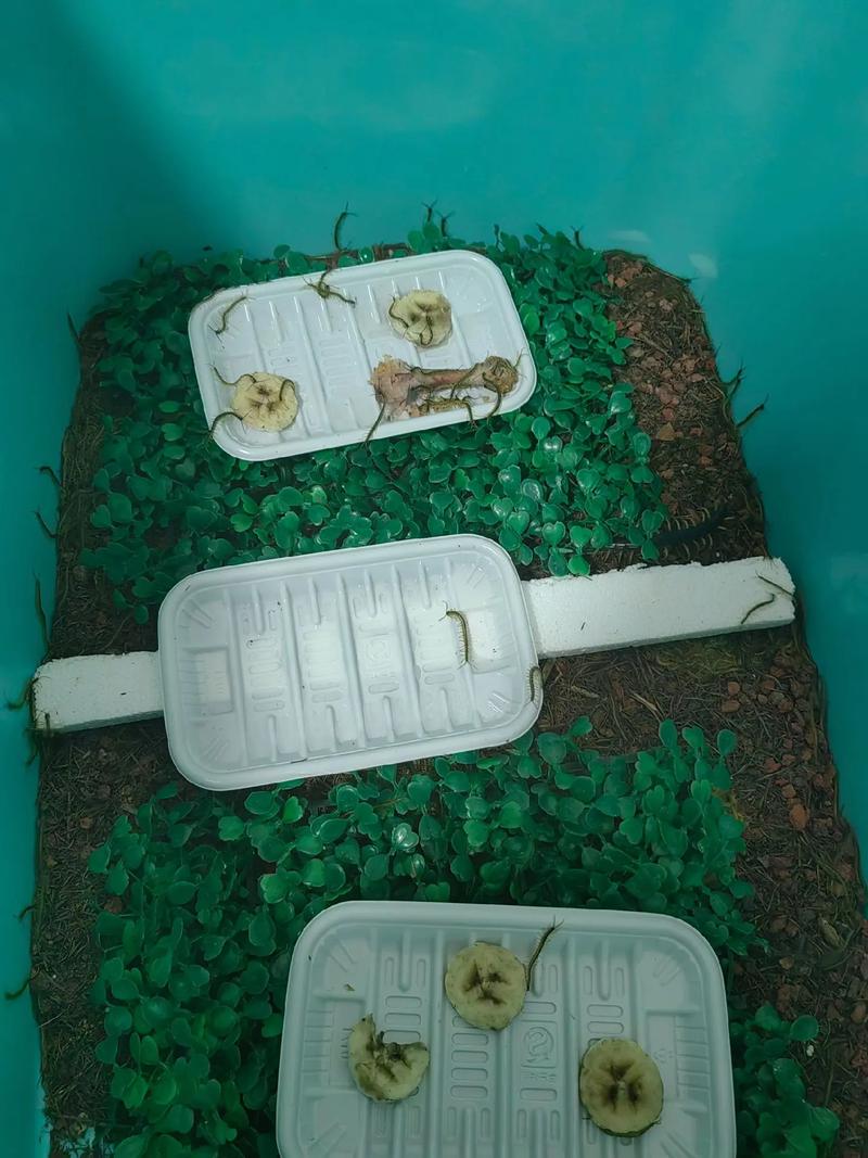 农广天地蜈蚣养殖技术难点有哪些？-图3