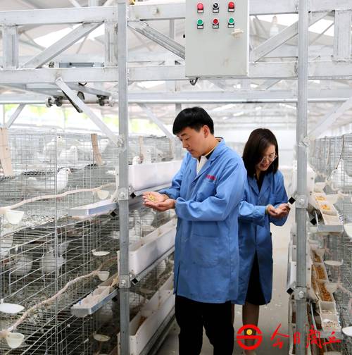 信鸽养殖技术视频怎么学？-图2