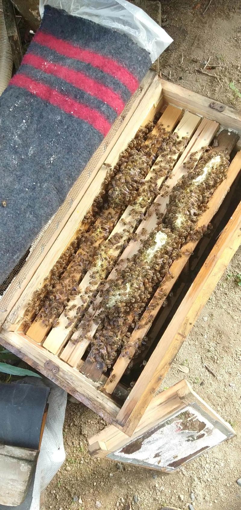 蜜型蜂王有哪些品种？-图1