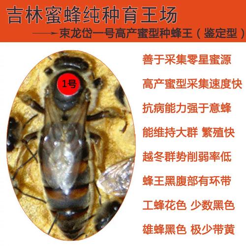 蜜型蜂王有哪些品种？-图3