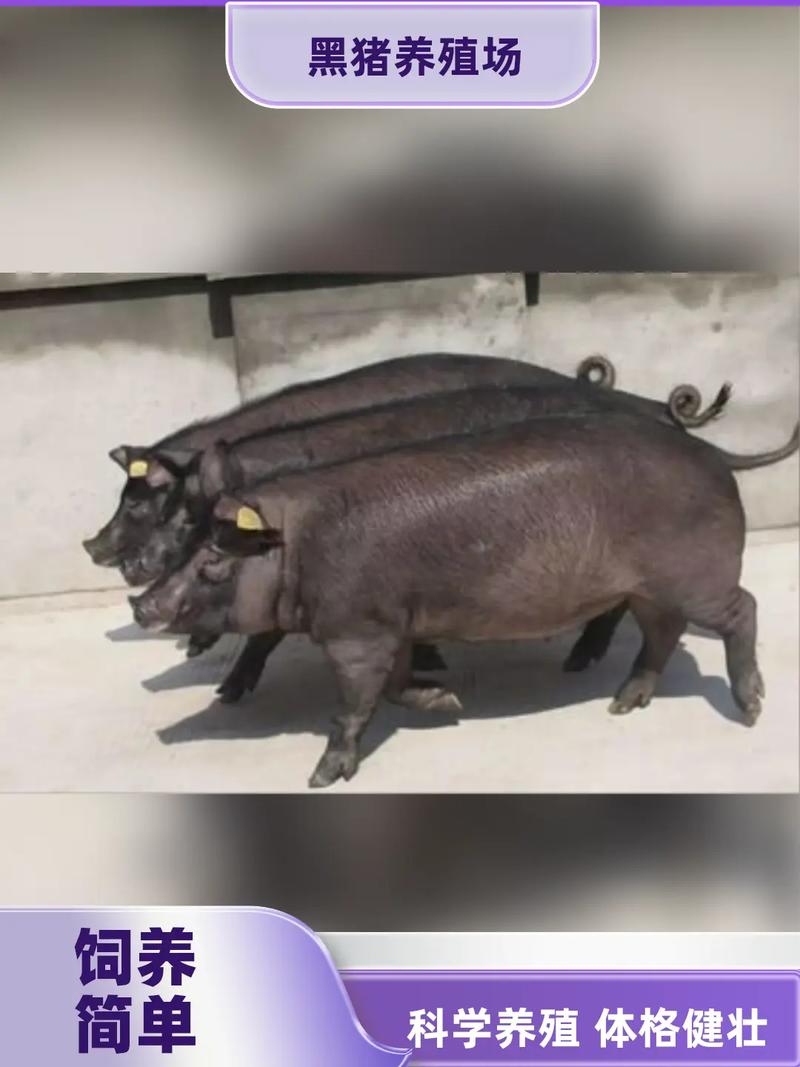 猪什么品种口感最好？-图1