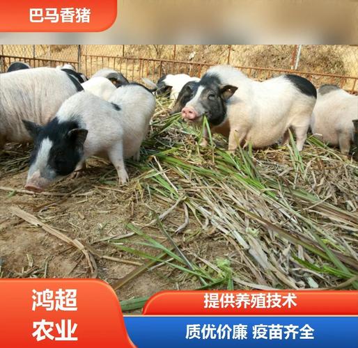 猪什么品种口感最好？-图2