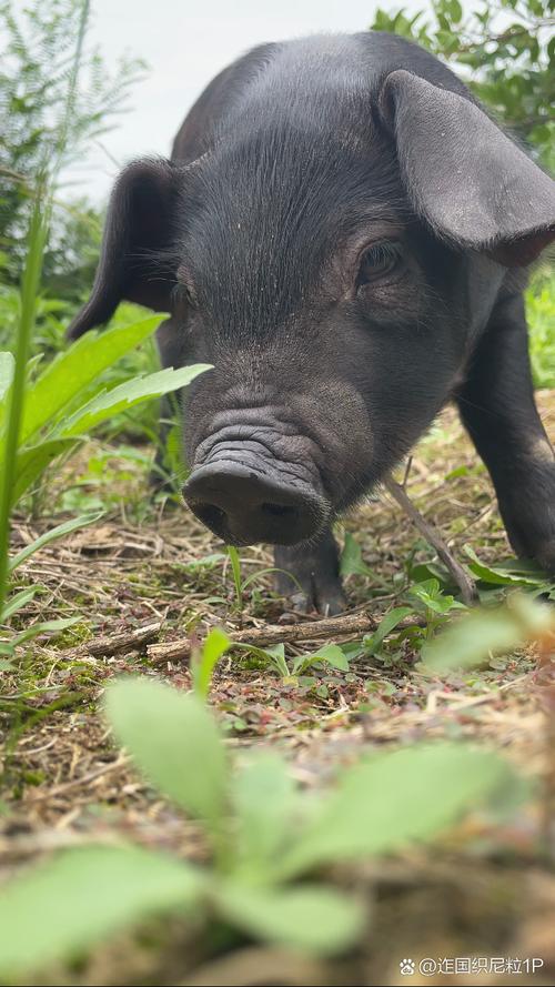 湖南有哪些特色猪品种？-图1