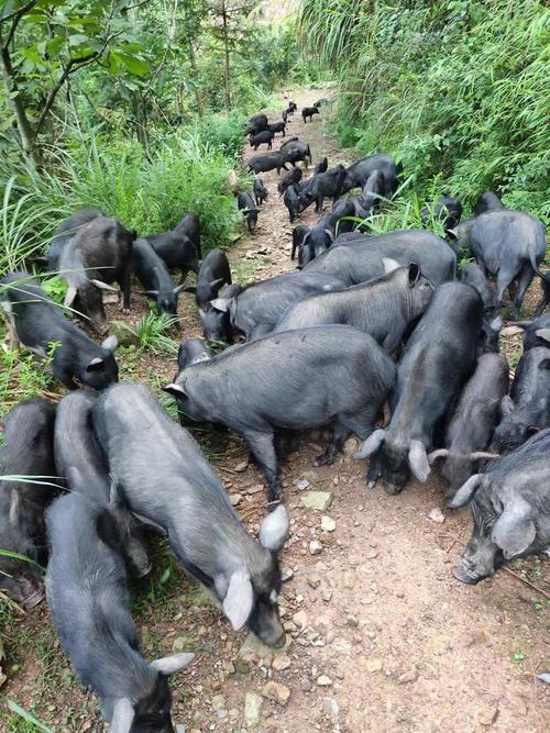 湖南有哪些特色猪品种？-图2