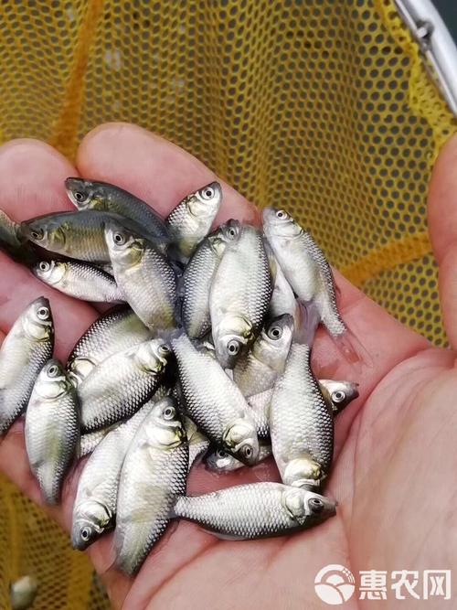 鲫鱼种苗品种怎么选？-图1