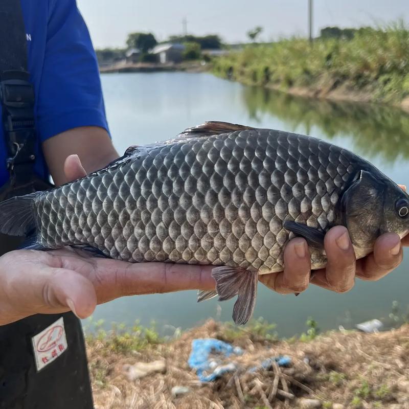 鲫鱼种苗品种怎么选？-图2