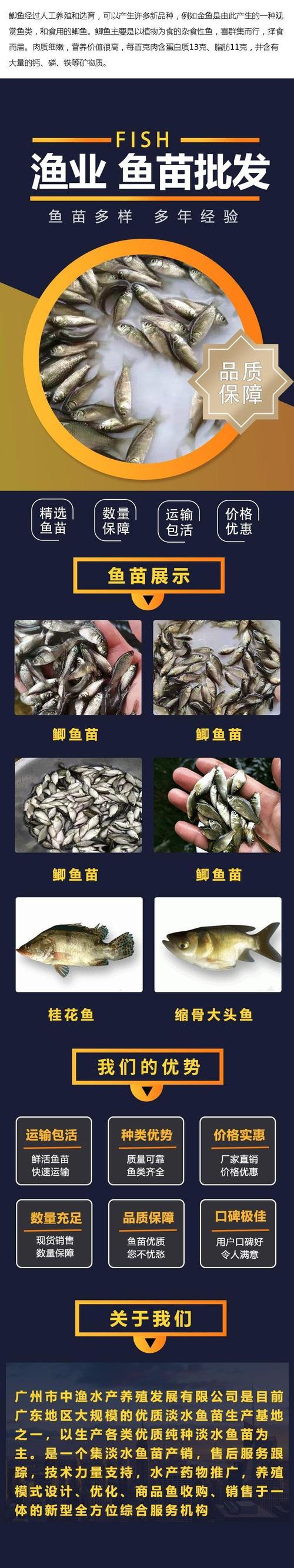 鲫鱼种苗品种怎么选？-图3