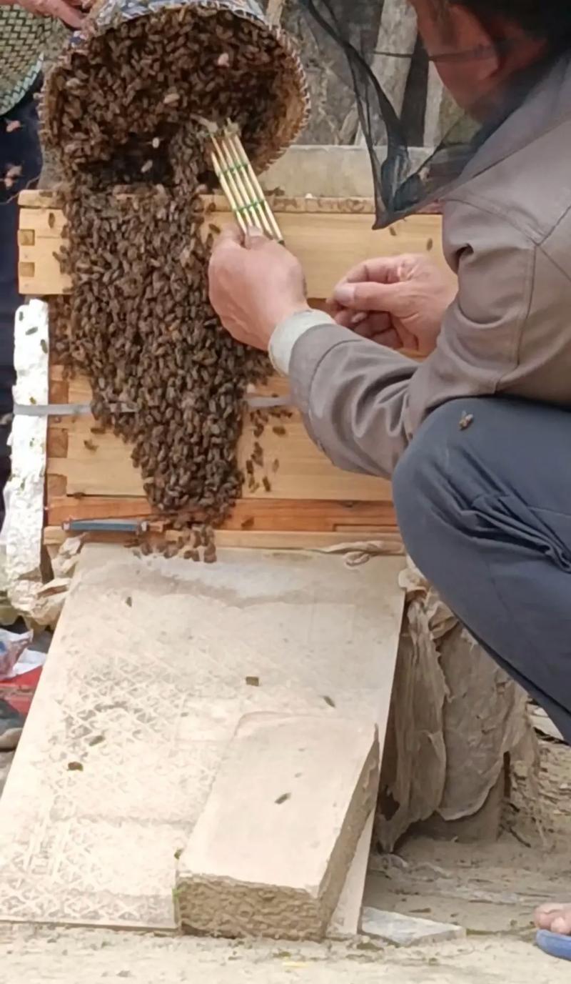 人工养殖胡蜂技术视频，新手能学会吗？-图1