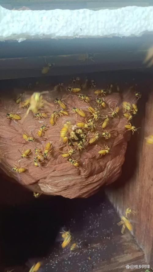 人工养殖胡蜂技术视频，新手能学会吗？-图3