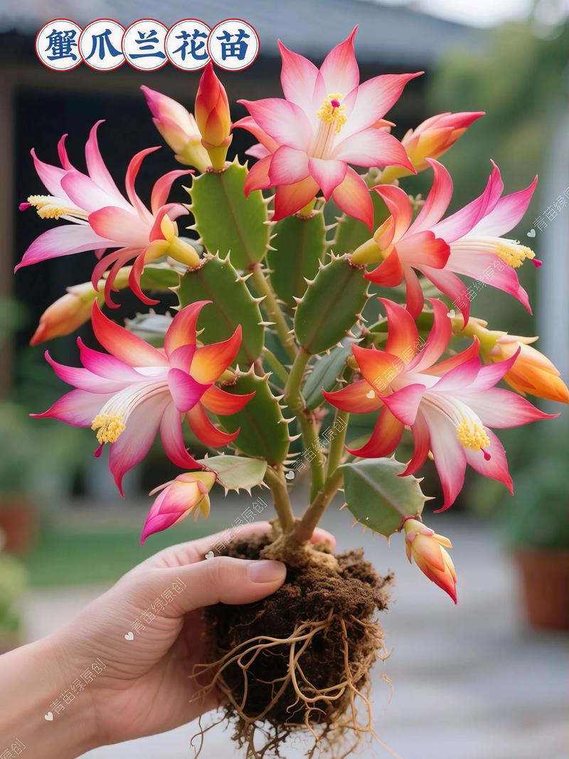 蟹爪兰品种多，该怎么选？-图2