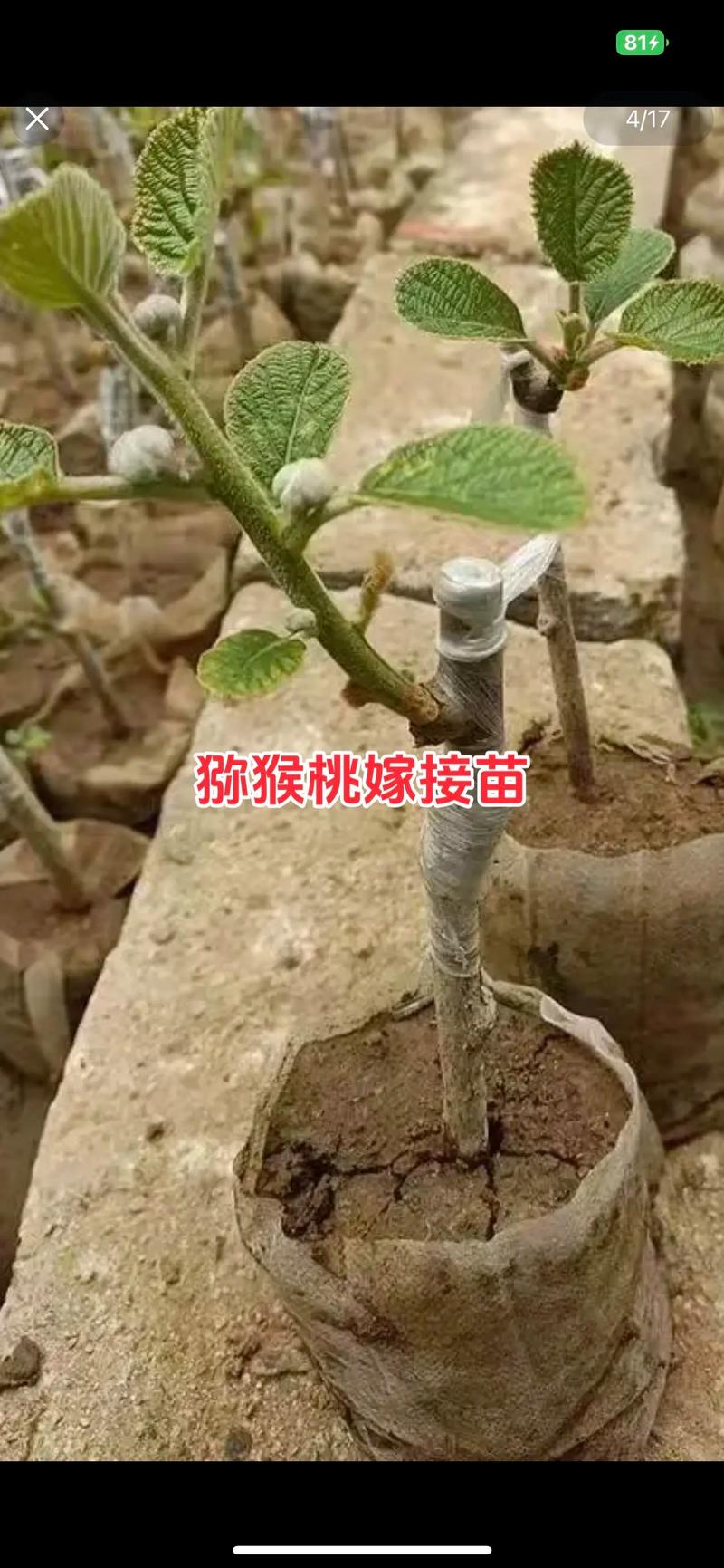 猕猴桃嫁接视频，新手如何快速掌握？-图1