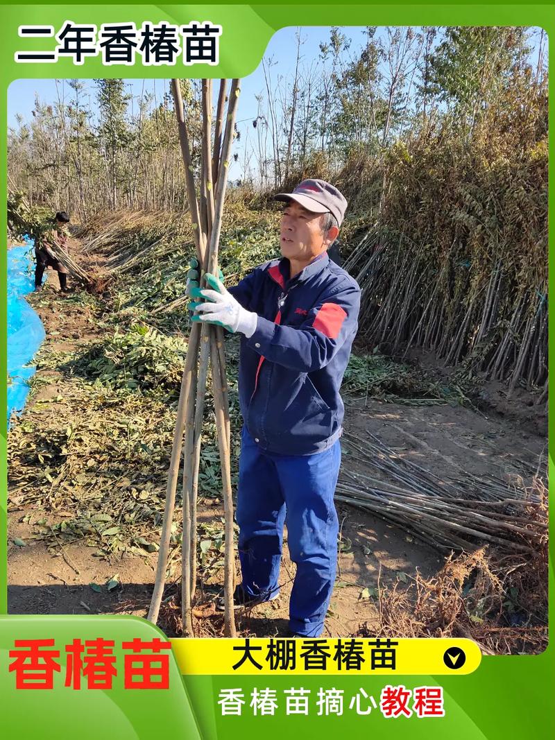 冬季大棚香椿种植技术-图1