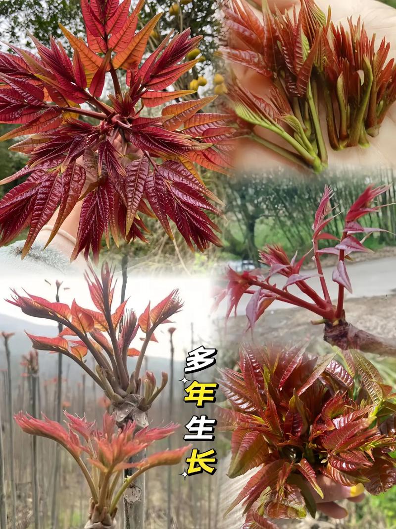冬季大棚香椿种植技术-图3