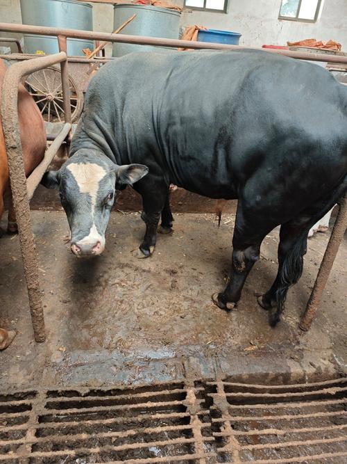 云南适合养哪些牛品种？-图2