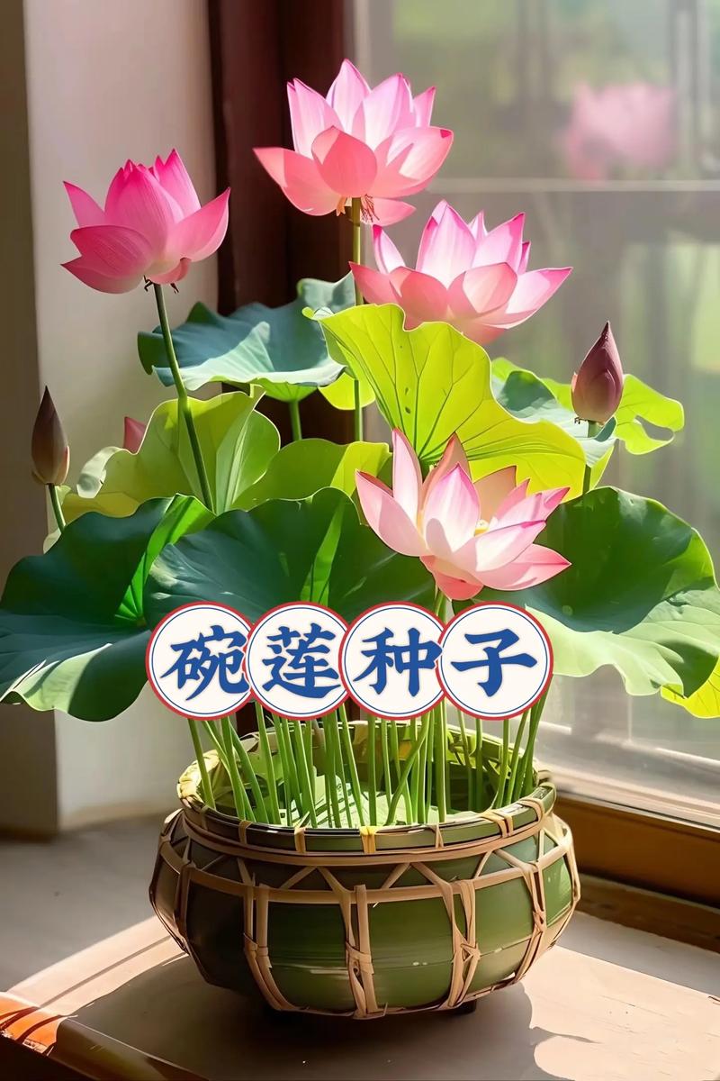 哪些碗莲品种开花勤？-图1