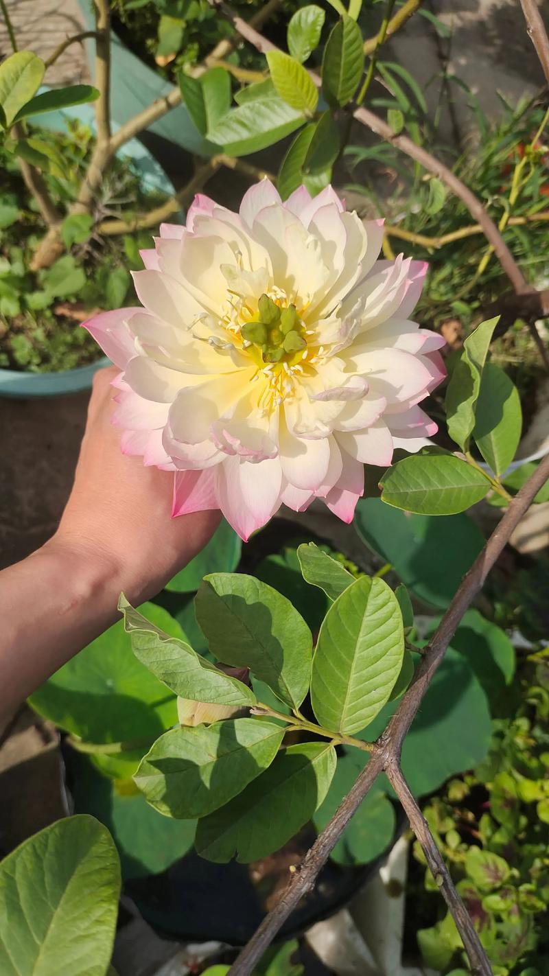 哪些碗莲品种开花勤？-图2