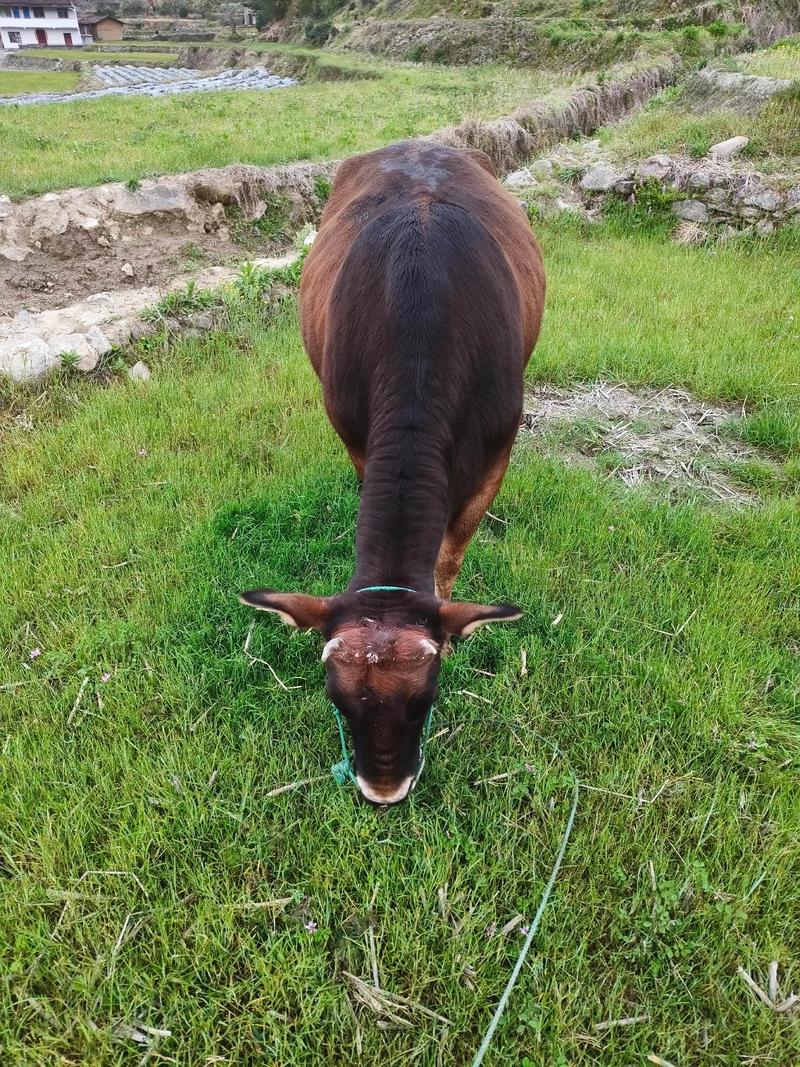 深山放养黄牛，关键技术有哪些？-图1