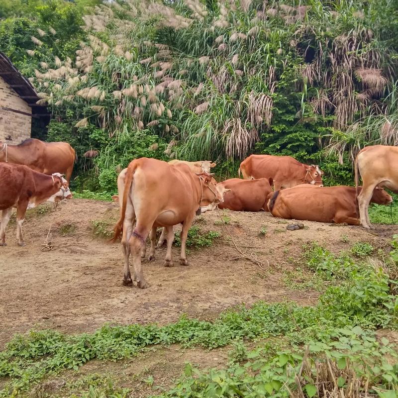 深山放养黄牛，关键技术有哪些？-图2