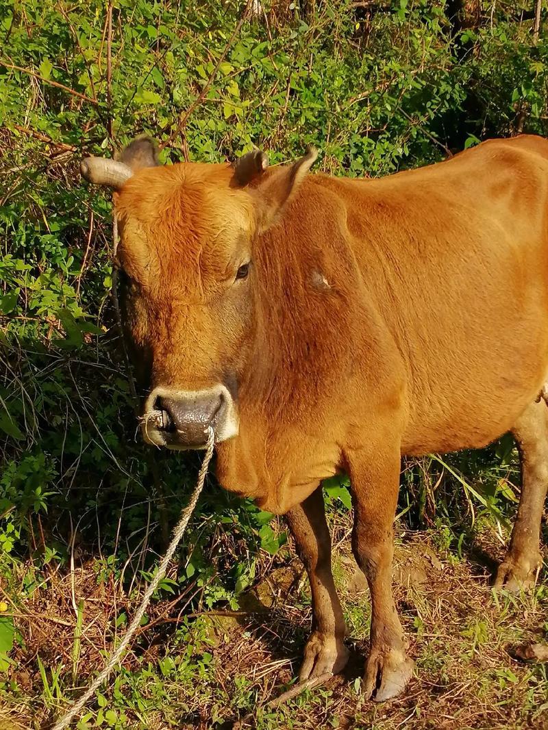 深山放养黄牛，关键技术有哪些？-图3