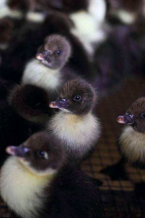 黑色鸭仔是哪个鸭品种？-图1