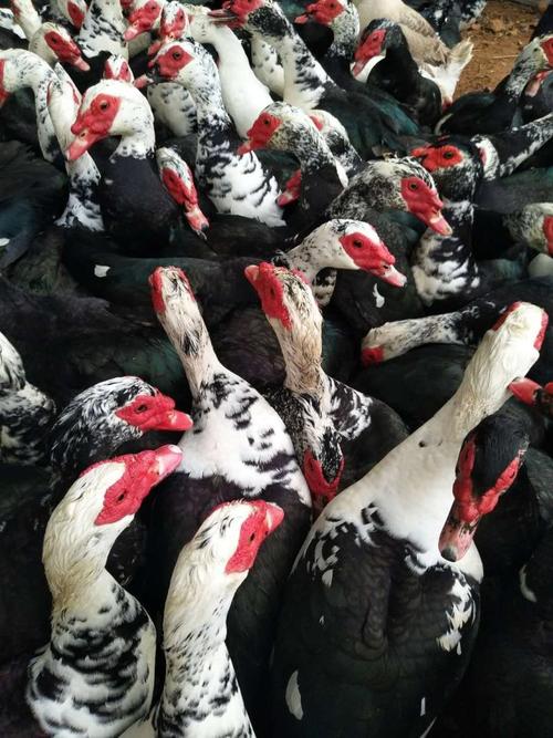 黑色鸭仔是哪个鸭品种？-图2