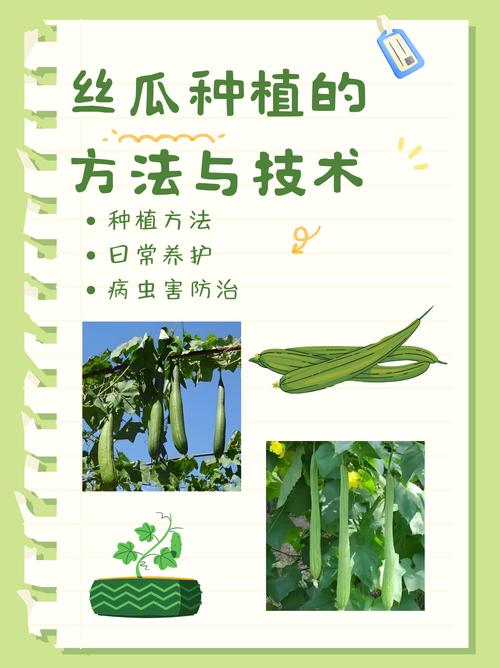 南方露地丝瓜怎么种才高产？-图1