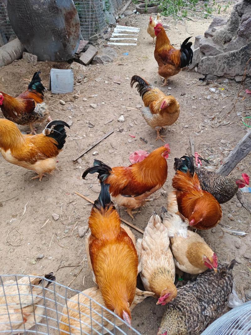 散养土鸡品种有哪些？-图2