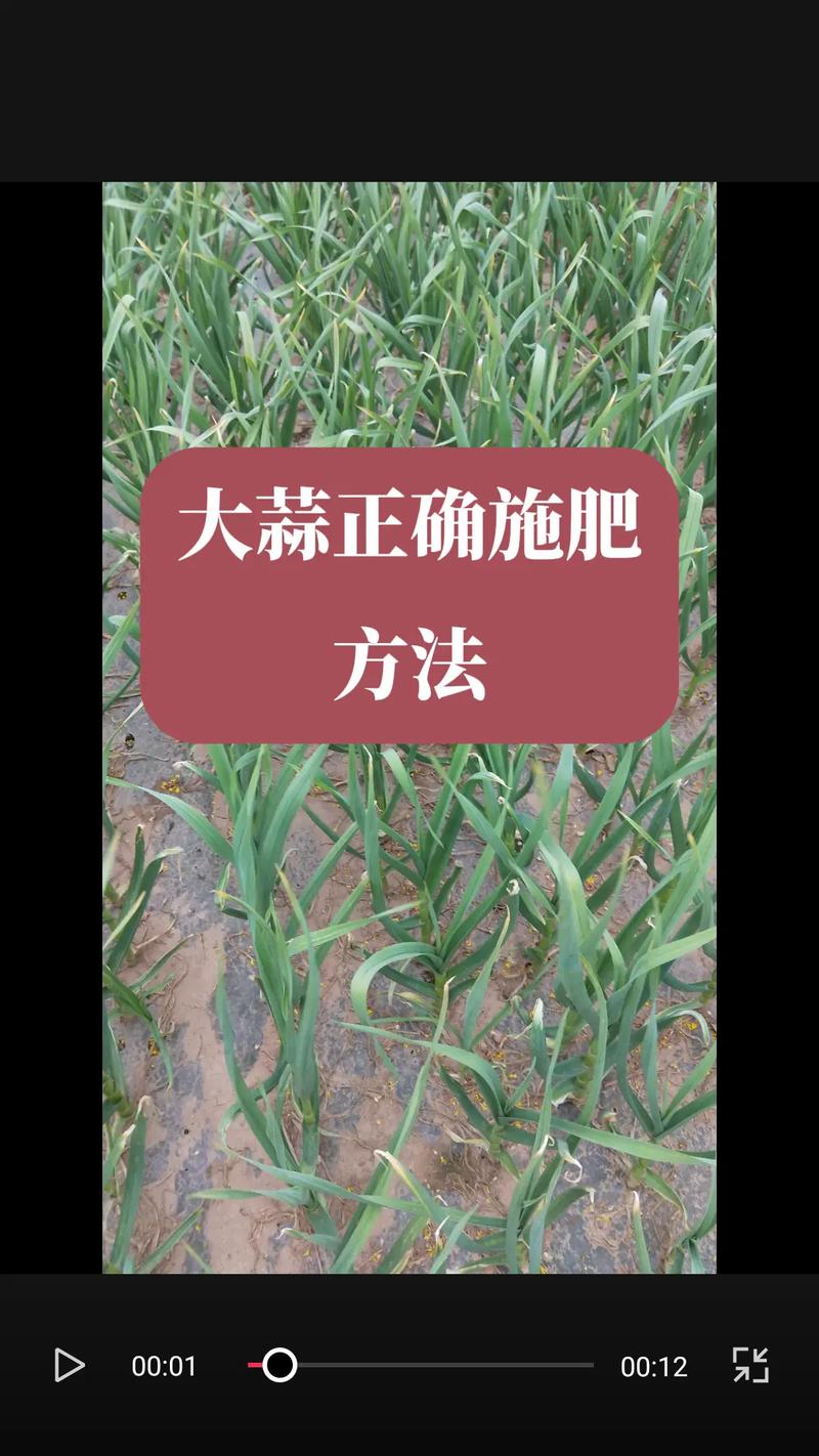 秋播大蒜栽培管理技术要点有哪些？-图1