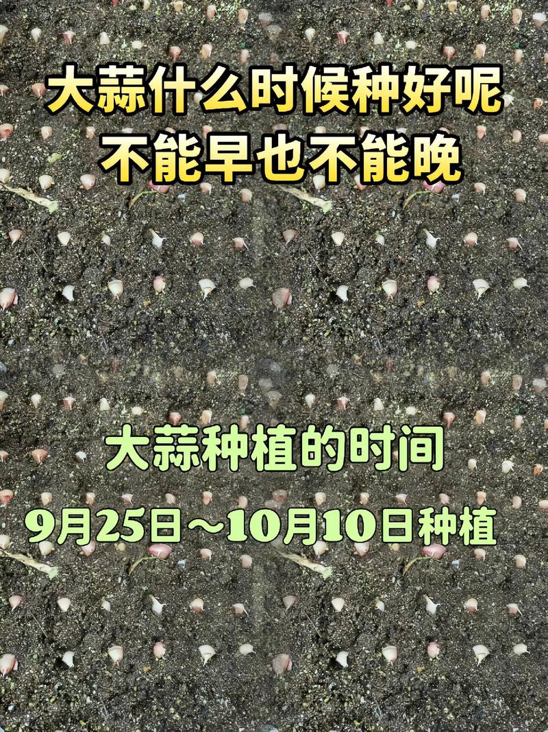 秋播大蒜栽培管理技术要点有哪些？-图3