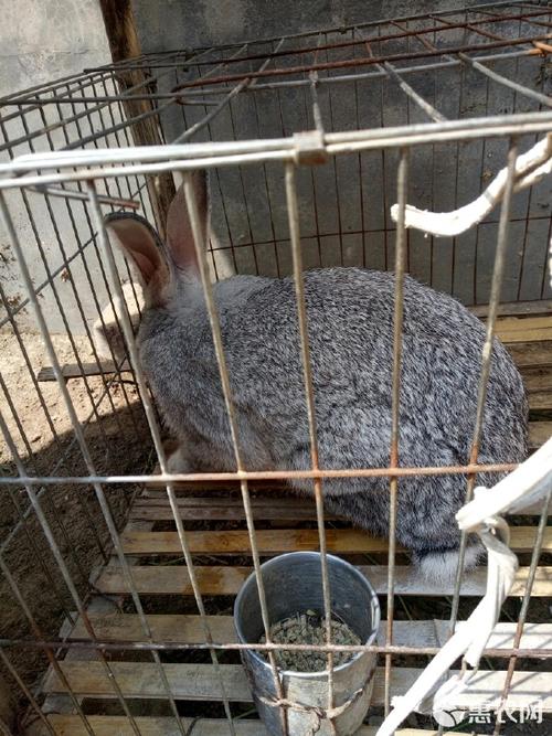 青紫蓝兔是单一品种还是系列品种？-图3