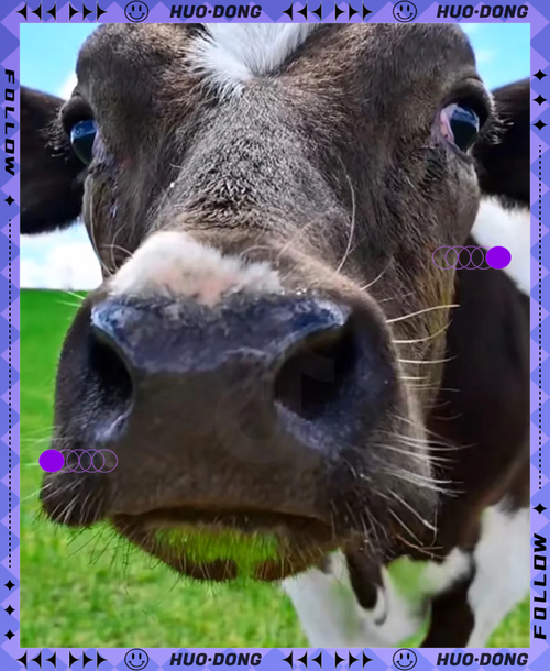 北京牛小是什么品种-图1