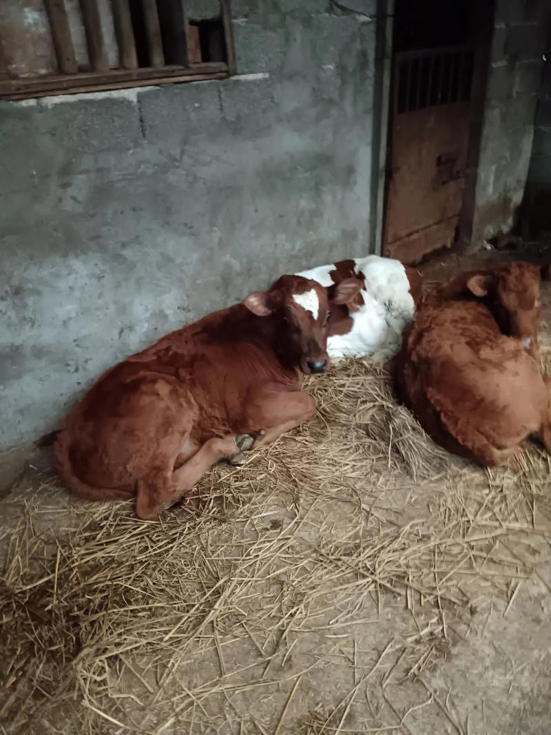 北京牛小是什么品种-图2