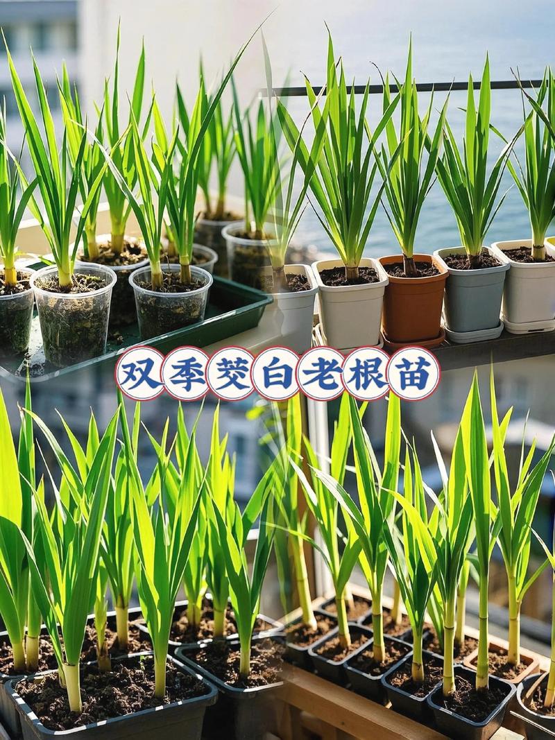 茭白种植技术视频，关键步骤有哪些？-图2