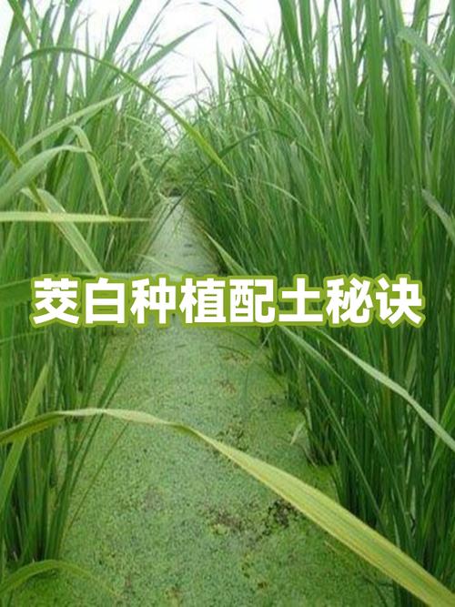 茭白种植技术视频，关键步骤有哪些？-图3