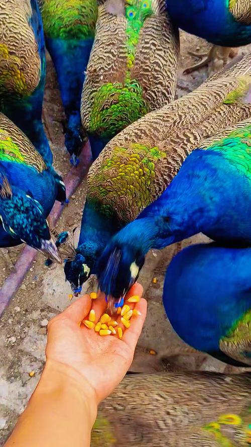 孔雀养殖技术视频有哪些关键点？-图1