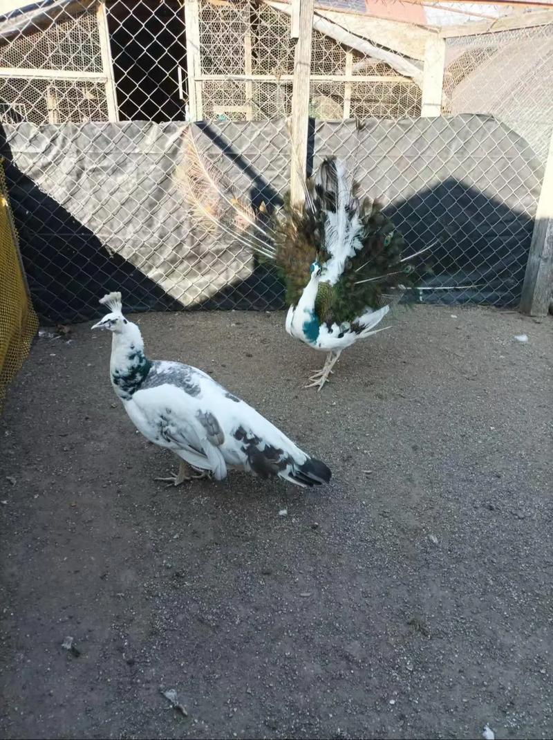 孔雀养殖技术视频有哪些关键点？-图3