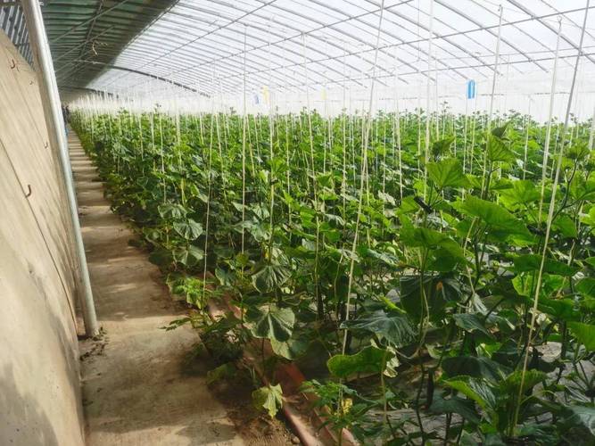 冬季黄瓜怎么种？视频教你关键技术！-图1