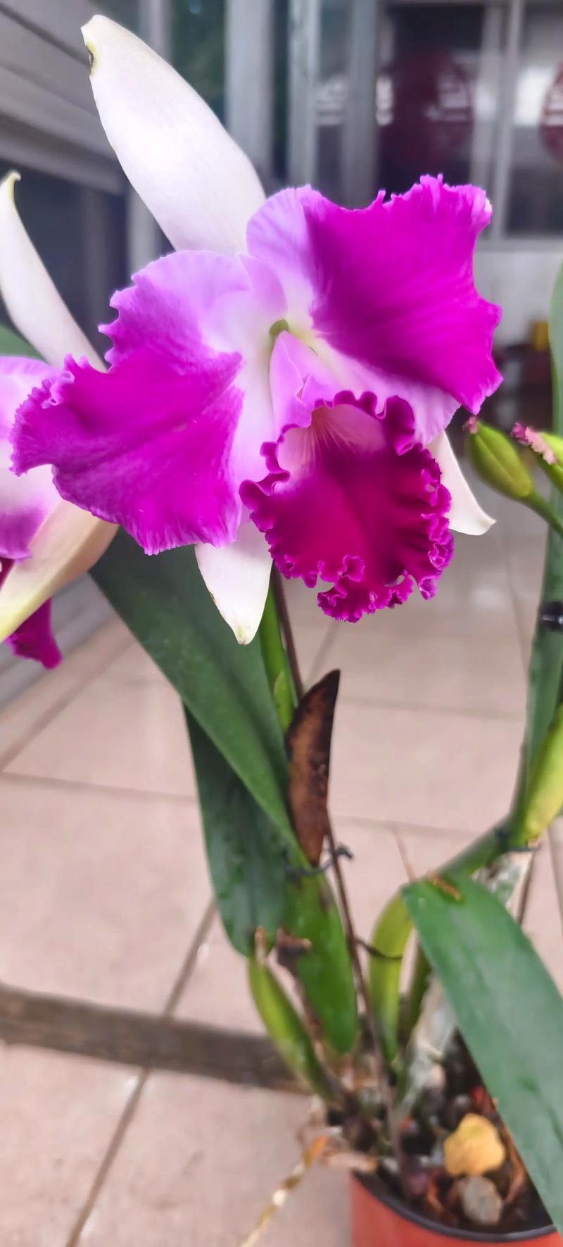 哪些卡特兰品种好养又省心？-图1