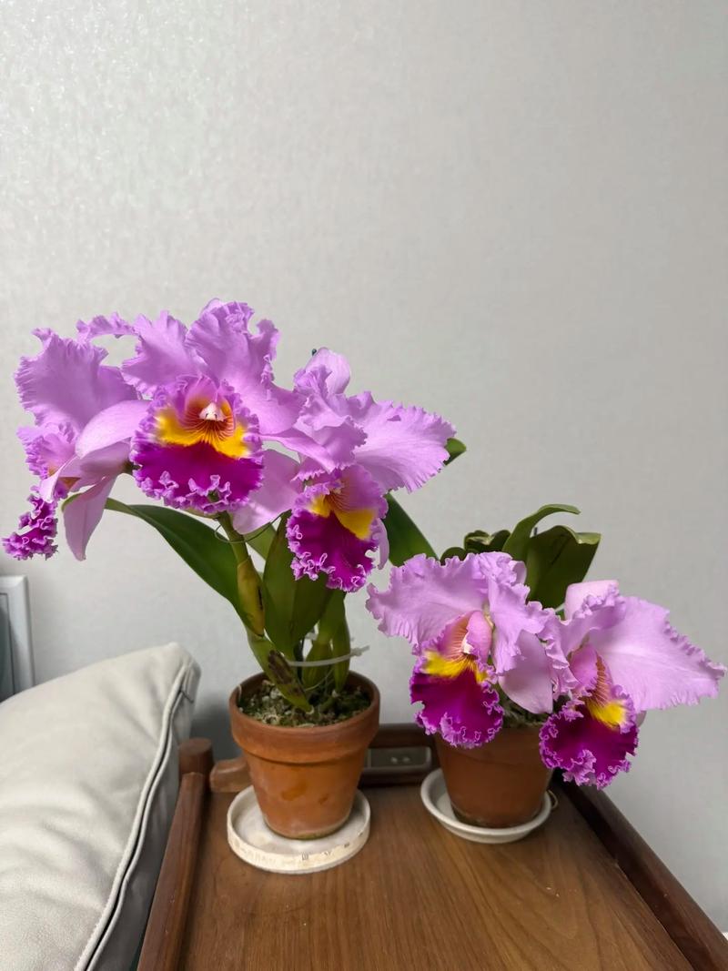 哪些卡特兰品种好养又省心？-图2