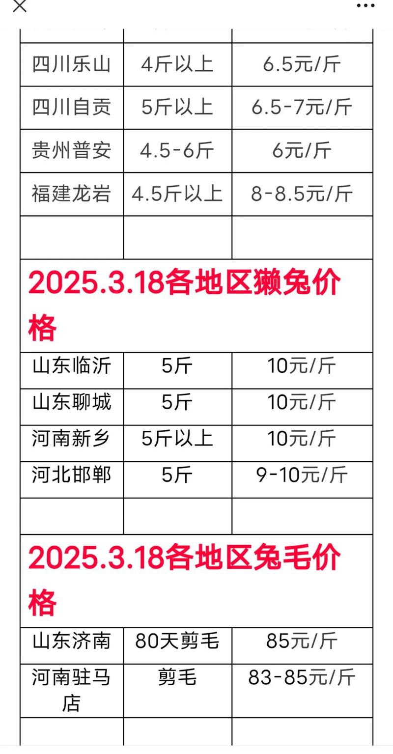 山东獭兔最新行情价多少？-图2