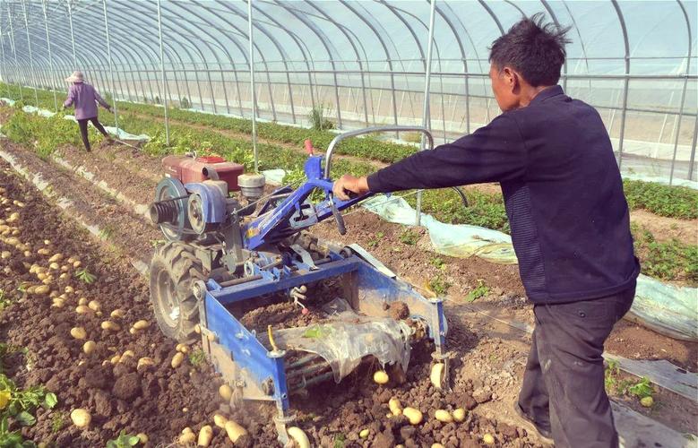 大棚土豆后期咋管理才高产？-图3