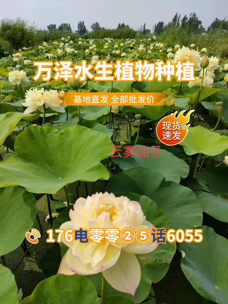 粉红荷花有哪些独特品种？-图1