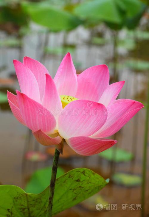 粉红荷花有哪些独特品种？-图3